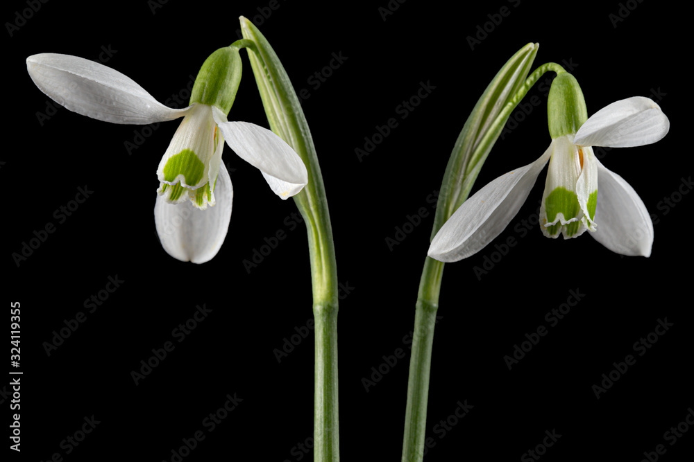 Obraz premium Two white flower of snowdrop, lat. Galanthus nivalis, isolated on black background