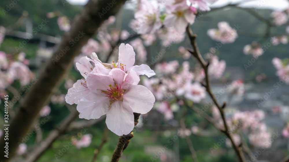 Fototapeta premium The close up of beautiful pink sakura flower branch (cherry blossom).