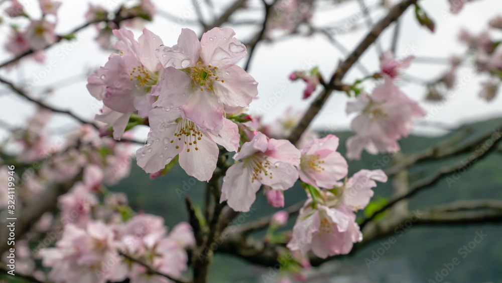 The close up of beautiful pink sakura flower branch (cherry blossom). The close up of beautiful pink sakura flower branch (cherry blossom).