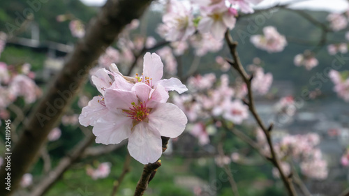The close up of beautiful pink sakura flower branch  cherry blossom .