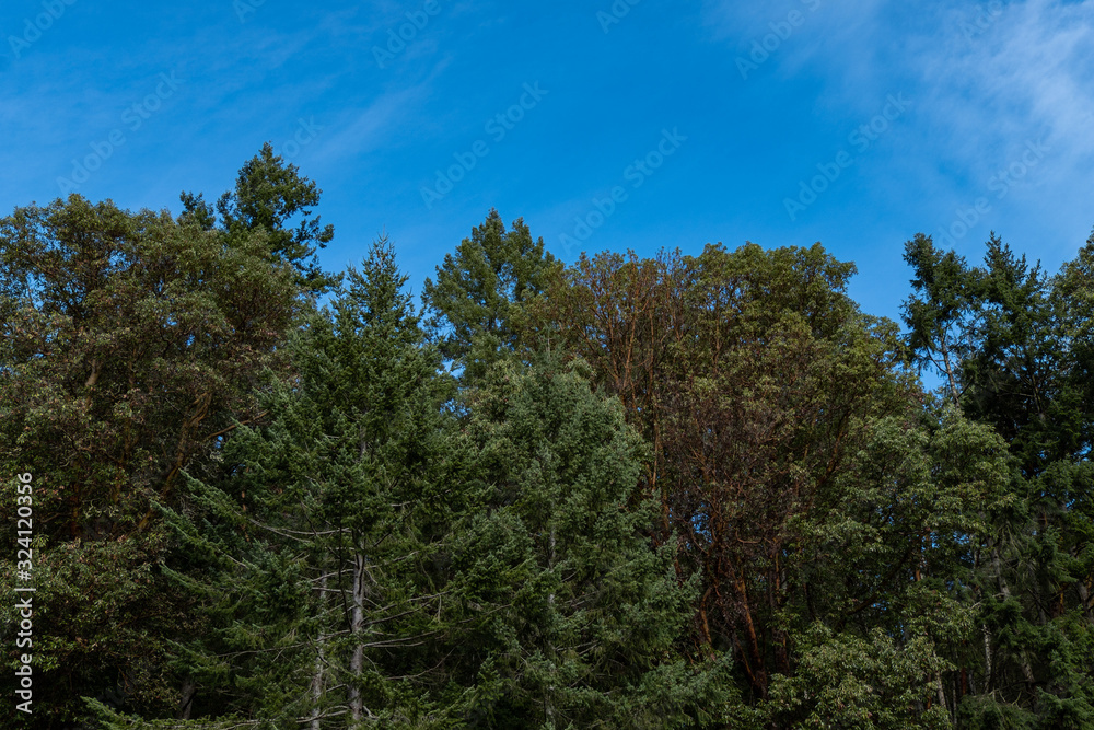 blue sky above the forest with trees covered in dense foliage.