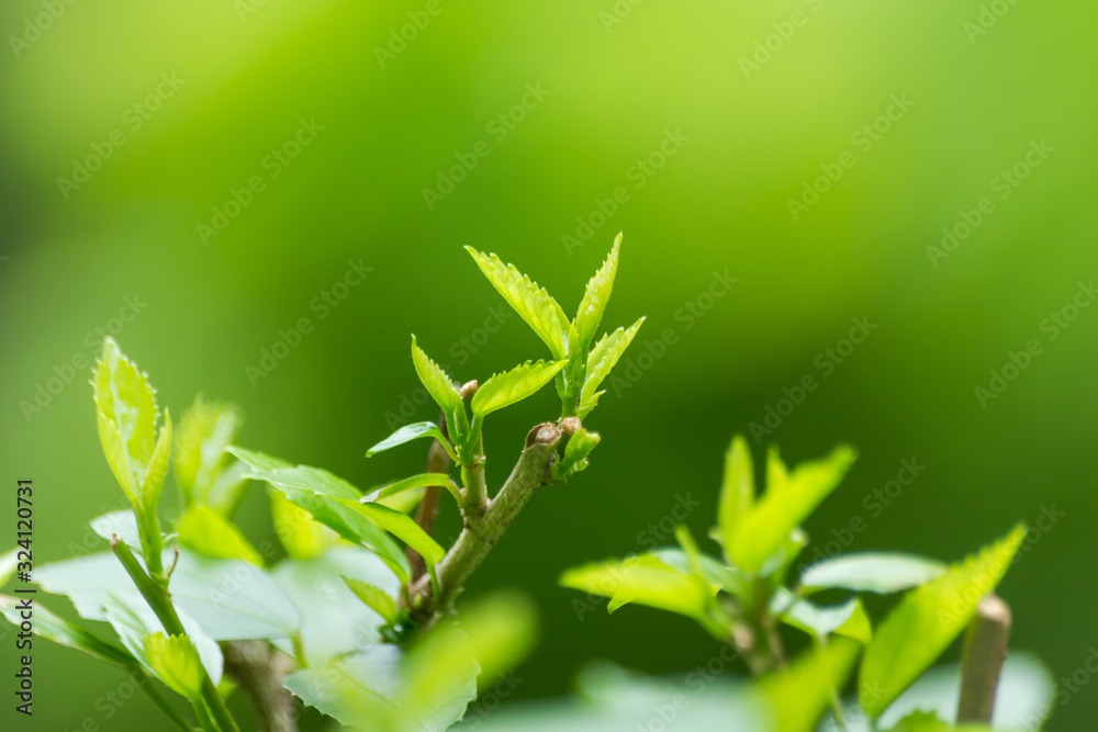 nature view of green leaf abstract background nature view of green leaf abstract background