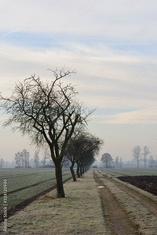 Landscape with barren apple trees and a dirt road in winter against fog in Germany, Bavaria in portrait format Landscape with barren apple trees and a dirt road in winter against fog in Germany, Bavaria in portrait format