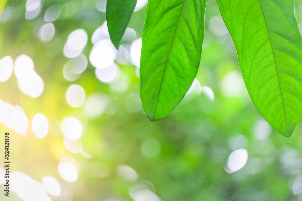 nature view of green leaf abstract background nature view of green leaf abstract background