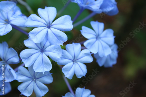 Small Blue Flowers © Jennifer