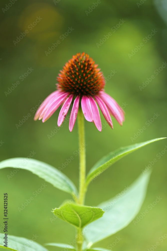 Echinacea flower. Pink echinacea close-up on a blurred green garden background.Healing useful herbs and flowers. Homeopathy and alternative Echinacea flower. Pink echinacea close-up on a blurred green garden background.Healing useful herbs and flowers. Homeopathy and alternative