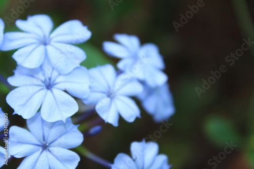 Small Blue Flowers 