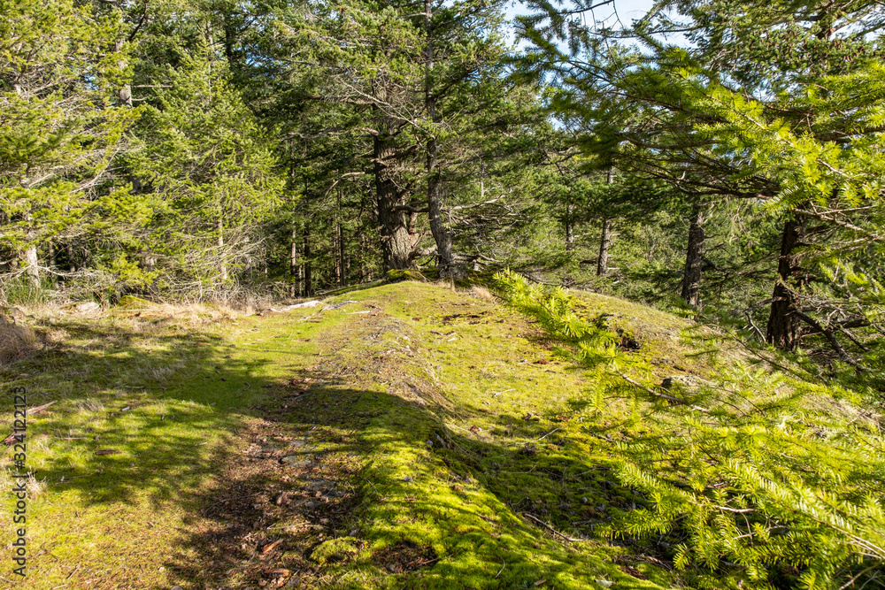 trail on mountain top under the sun with mosses covered ground and dense forest ahead