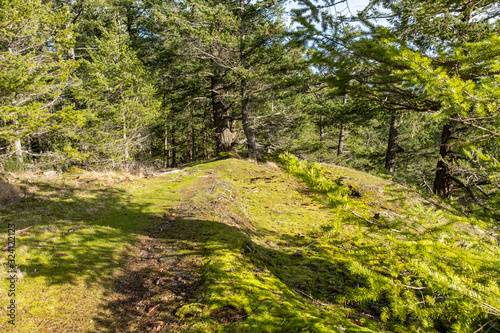 trail on mountain top under the sun with mosses covered ground and dense forest ahead