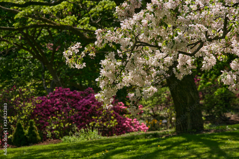 Apple-tree in park with rhododendron on background
