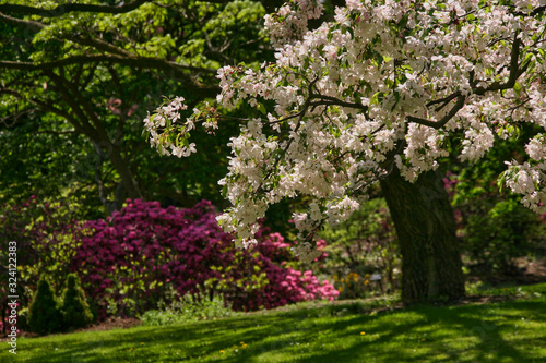 Apple-tree in park with rhododendron on background © Sergey