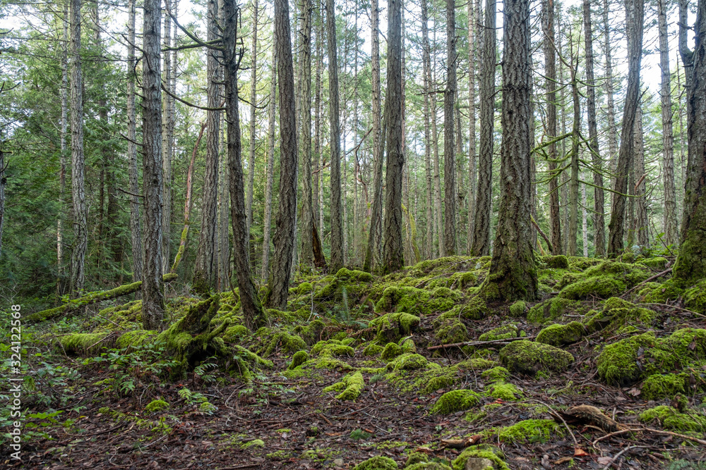 humid forest with tall trees and green mosses covering the ground humid forest with tall trees and green mosses covering the ground