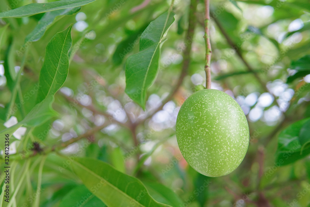 The fruit of the Cerbera odollam tree and the leaves of the Cerbera odollam tree