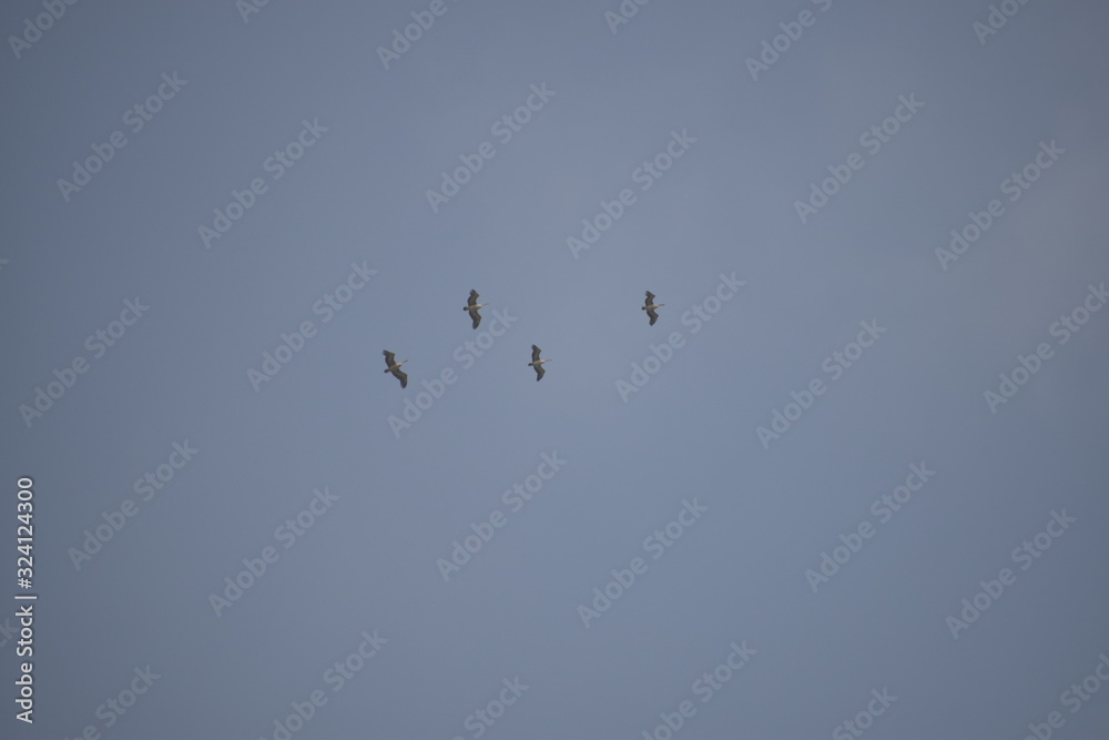 a group of pelican birds are flying in the blue sky