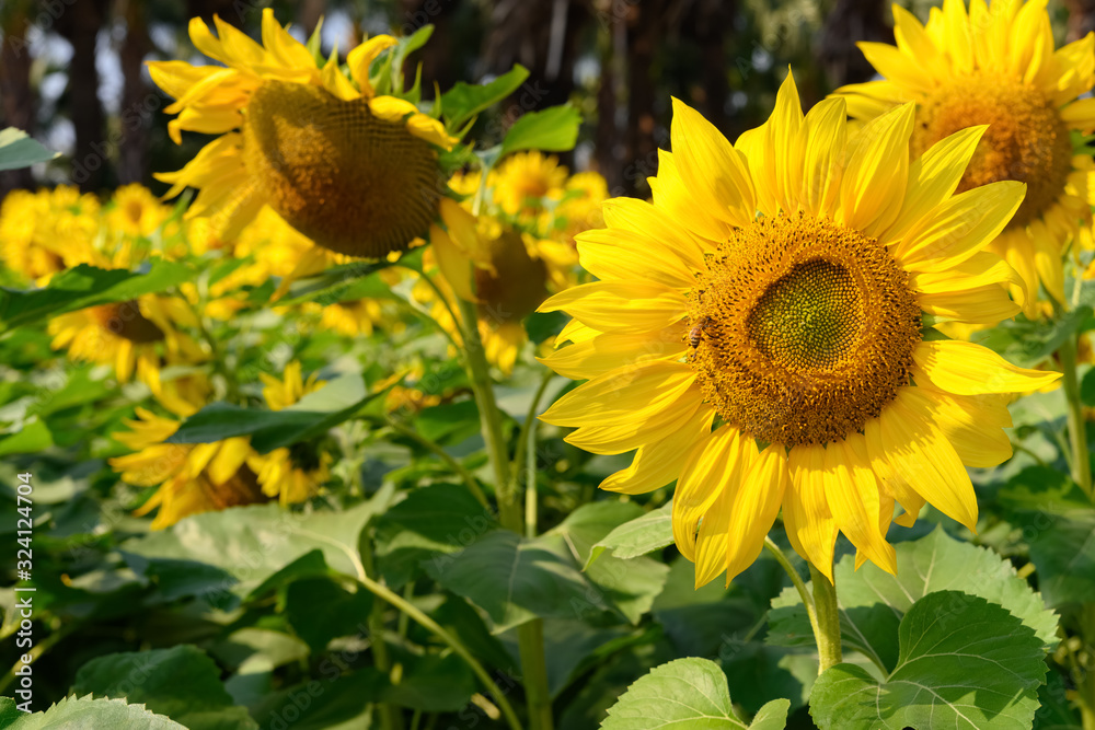 Fototapeta premium blooming sunflowers in a sunny morning