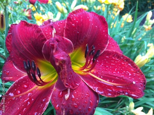 red flower with water drops