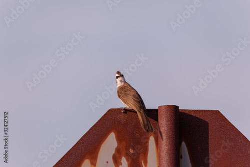 closeup shot of a yellow vented bulbul in nature photo