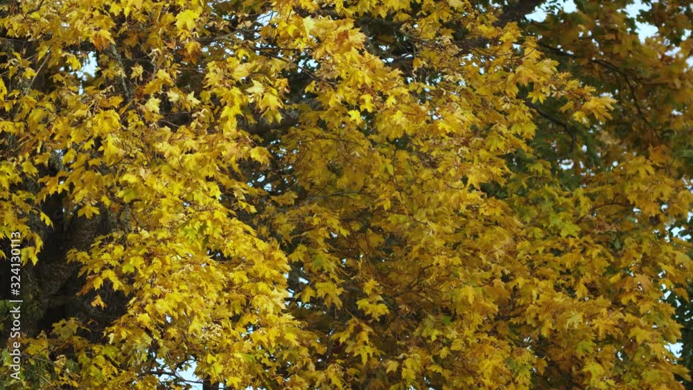 Golden maple leafs in light breeze Golden maple leafs in light breeze