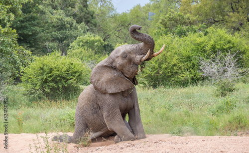 Young African elephant kneeling in a dry river bed with its head raised image in horizontal format