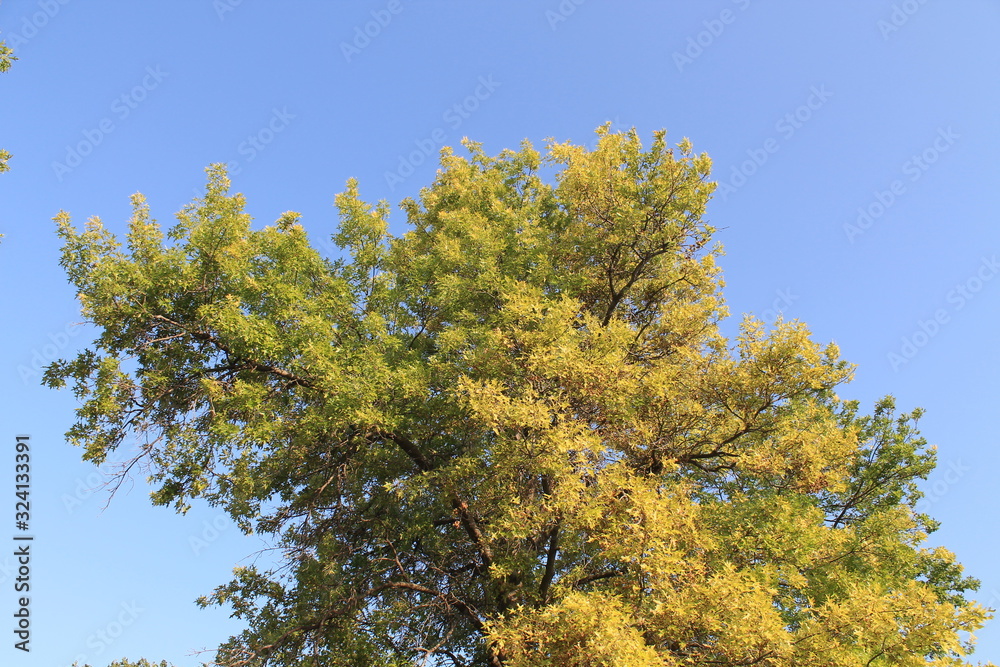 autumn leaves against blue sky