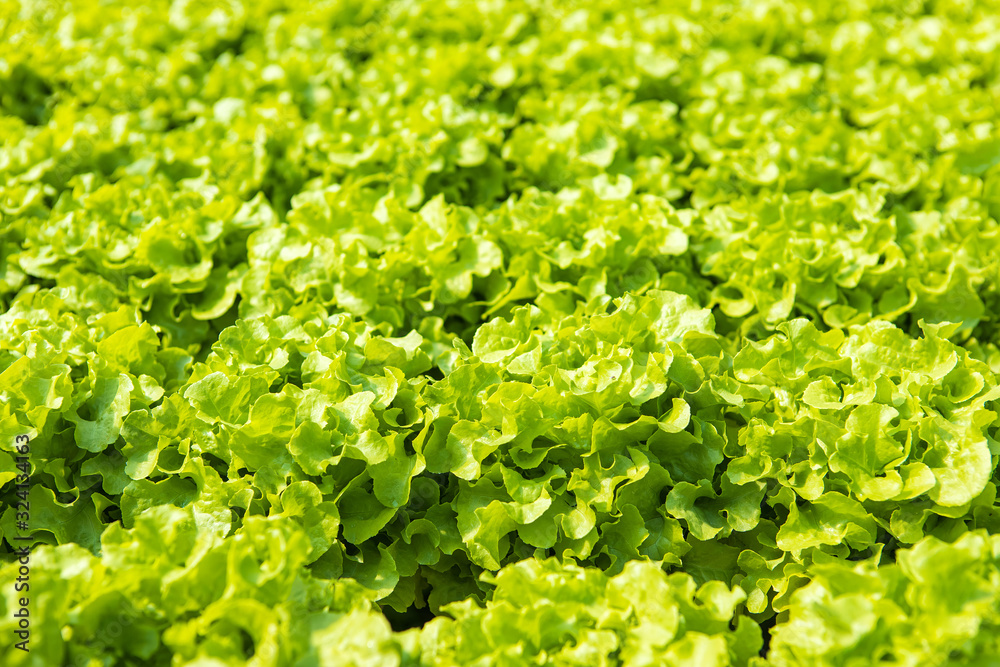 Close up organic hydroponic vegetables salad in the farm.. Close up organic hydroponic vegetables salad in the farm..