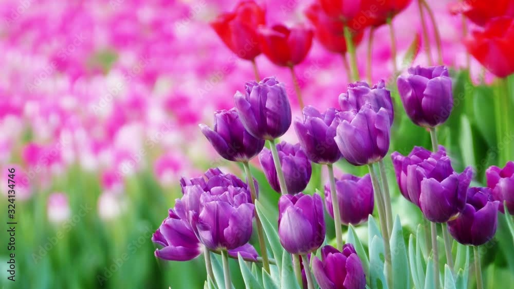 Beautiful tulips flower in tulip field at winter or spring day