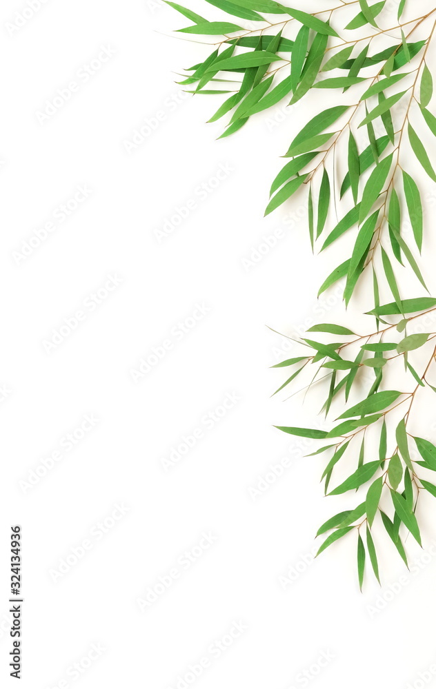 green eucalyptus leaves, branches frame  isolated on a white background. flat lay, top view. poster