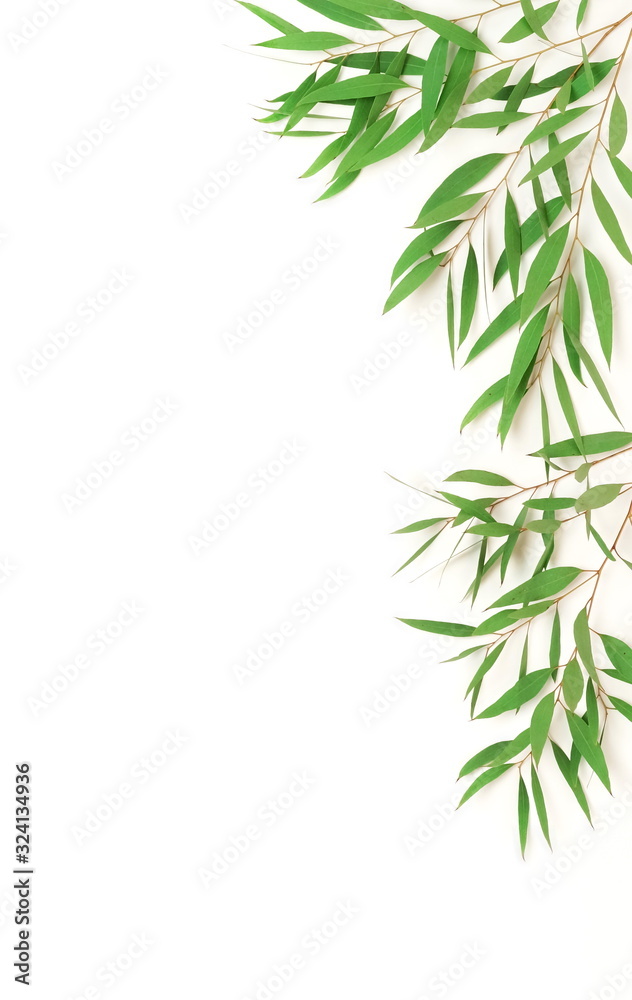 Naklejka premium green eucalyptus leaves, branches frame isolated on a white background. flat lay, top view. poster