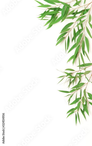 green eucalyptus leaves, branches frame isolated on a white background. flat lay, top view. poster