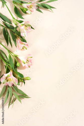 green eucalyptus leaves  branches and pink flowers frame  isolated on a pink background. Copy space  flat lay  top view. floral card