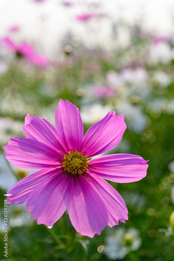 beautiful daisy or Cosmos bipinnata Cav close up vertical composition beautiful daisy or Cosmos bipinnata Cav close up vertical composition