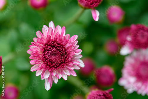 pink chrysanthemum flowers horizontal composition