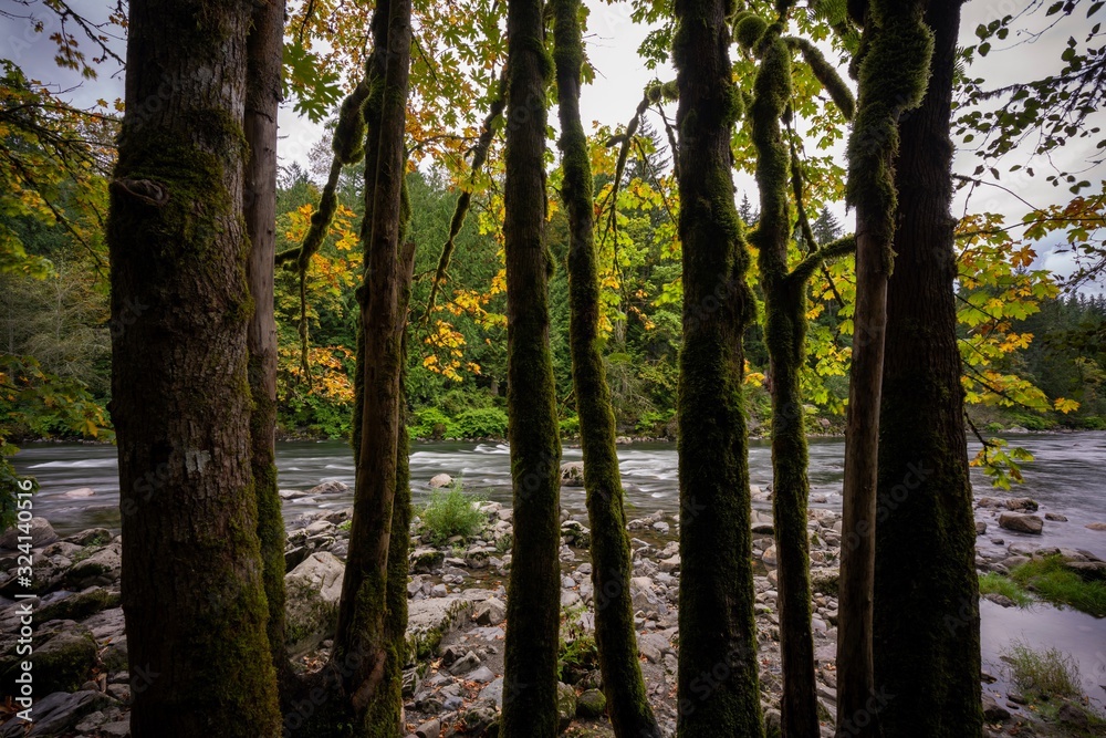 Fototapeta premium Trees by the river with leaves changing to fall colors