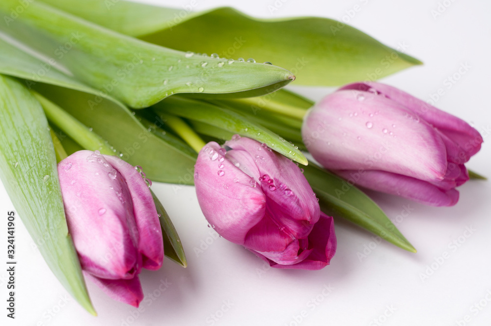 pink tulips on white background pink tulips on white background
