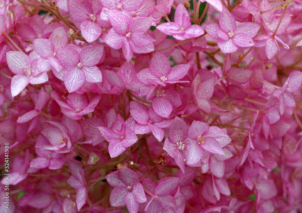 Bunte Hortensie - Hydrangea Blüte im Staudenbeet als Makro Aufnahme