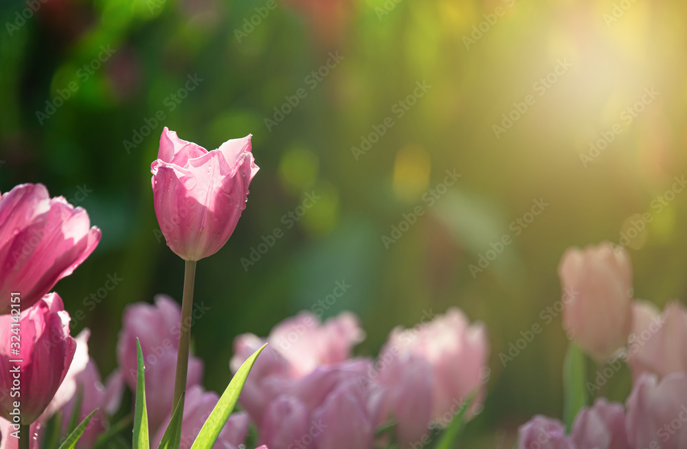 Selected focus beautiful fresh blooming sweet pink tulips in the field during spring season with  blurred background