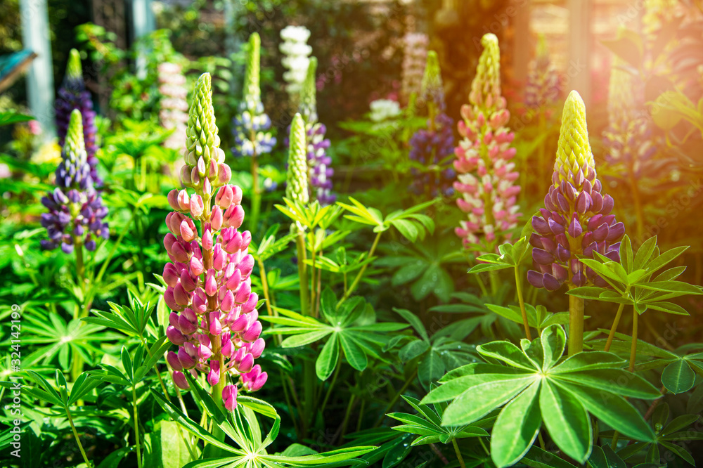 Beautiful fresh blooming various color pink , white , violet Lupine flowers in the field during spring season with blurred background Beautiful fresh blooming various color pink , white , violet Lupine flowers in the field during spring season with blurred background