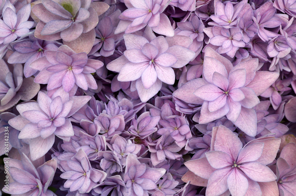 Bunte Hortensie - Hydrangea Blüte im Staudenbeet als Makro Aufnahme Bunte Hortensie - Hydrangea Blüte im Staudenbeet als Makro Aufnahme