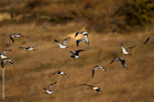 The Eurasian curlew or common curlew (Numenius arquata) in Plemici Bay, Adriatic Sea, Croatia