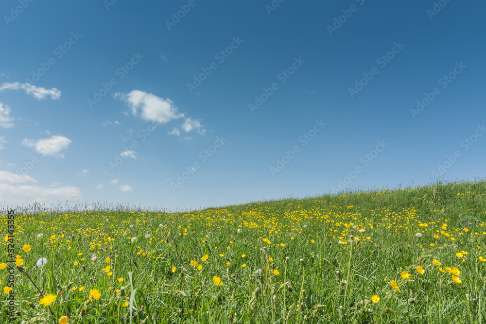 gruene blumenwiese im fruehling Stock Photo | Adobe Stock
