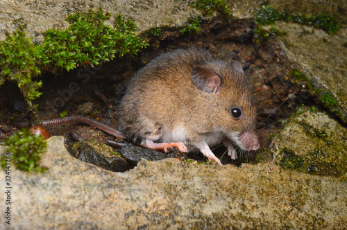Little Indian field mouse, full body view of Mus booduga, Western ghats of India