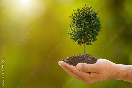 Hand holding soil and tropical tree young on green garden blur background. Growth and environment concept