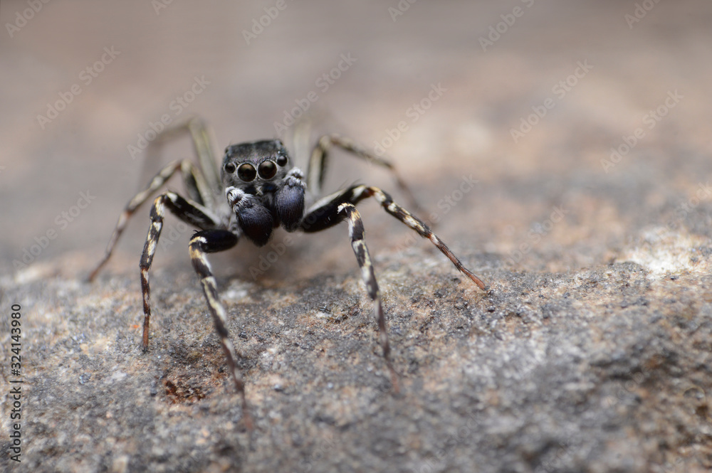 Spinnerets of Spine head jumping spider, Cyrba ocellata looking up, India Spinnerets of Spine head jumping spider, Cyrba ocellata looking up, India
