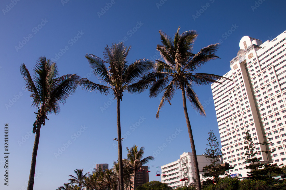 Palm Trees and Hotels Against Blue Skyline