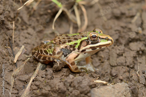 Lateral sid of Juvenile Bull frog - hoplobatrachus tigerinus, Distribution-wetlands of South and South East Asia