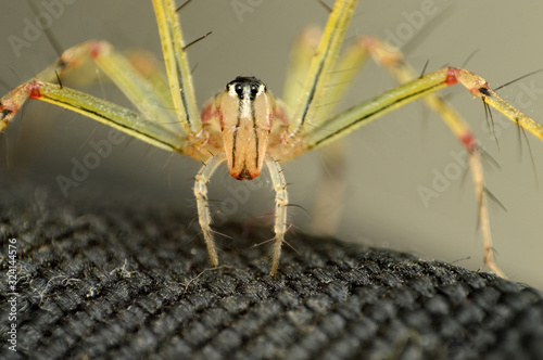Face of Lynx spider - Oxyopes bhartae, Oxyopidae, Distribution - Western ghats, Habitat - Decideous, Trophical, Subtropical photo
