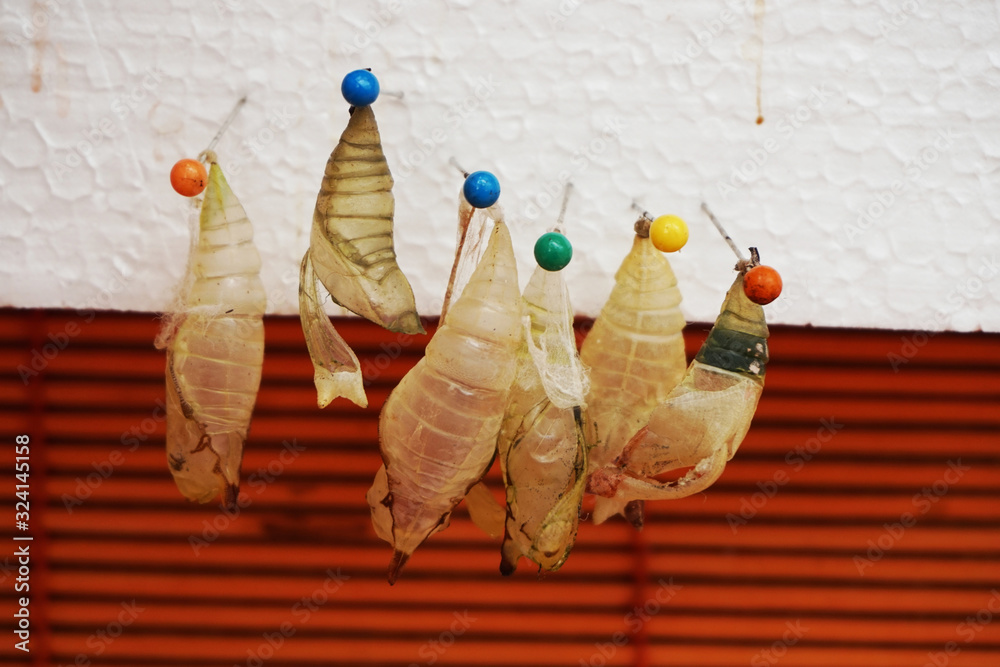 empty and full brown butterfly chrysalis empty and full brown butterfly chrysalis
