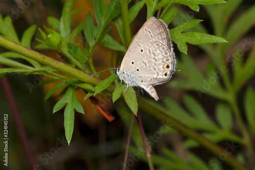 Oriental Gram Blue, Euchrysops cnejus cnejus, Location- Pune, Maharashtra, India photo