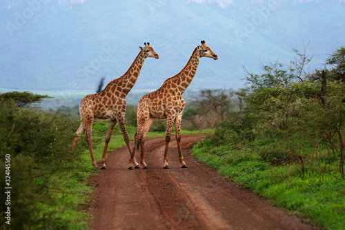 Two Giraffe Roaming in the wild and free 