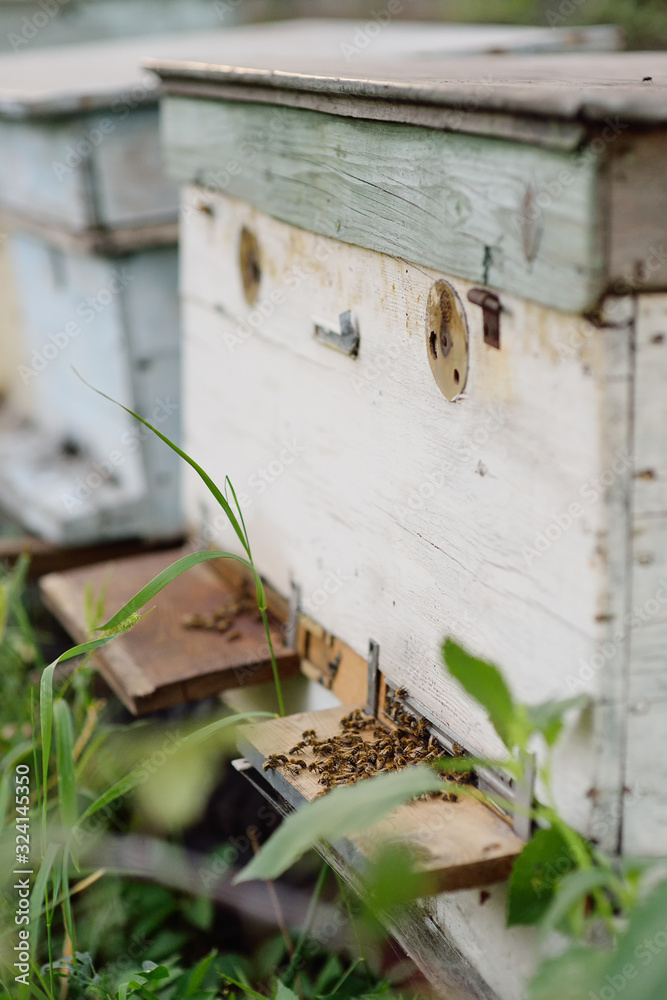 bees on a background of wooden hives close-up bees on a background of wooden hives close-up